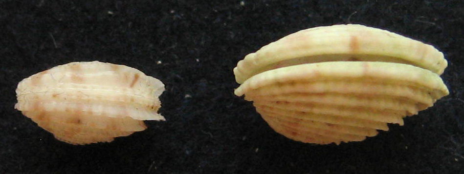 venus verrucosa juv.